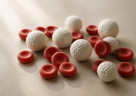 Red and white blood cell models on table - illustration for Hematology Clinics: Blood Disorders and What to Expect
